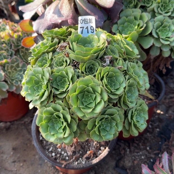 满20包邮，719绿玫瑰