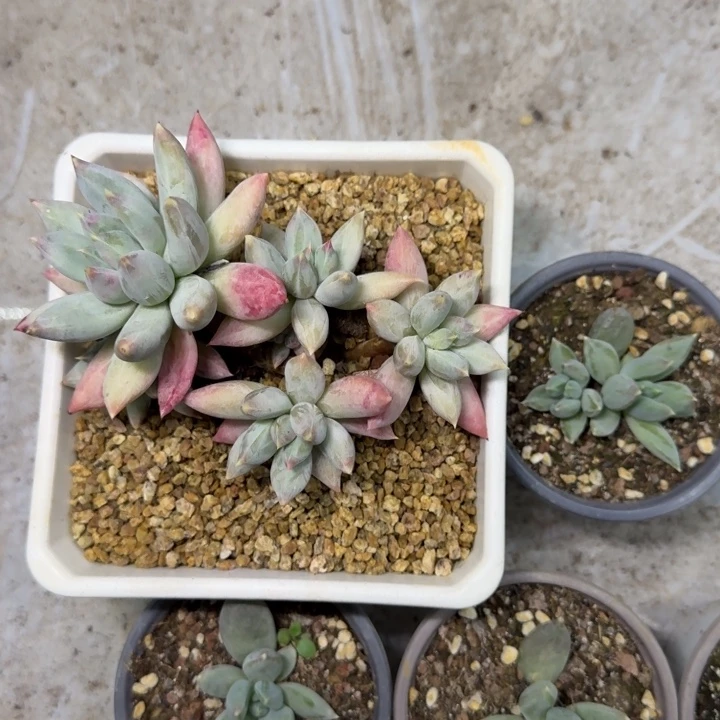 旋转风车 叶插 一物一拍