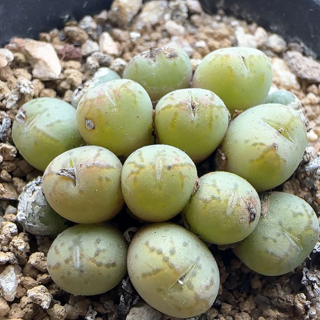 大年初三快乐23285