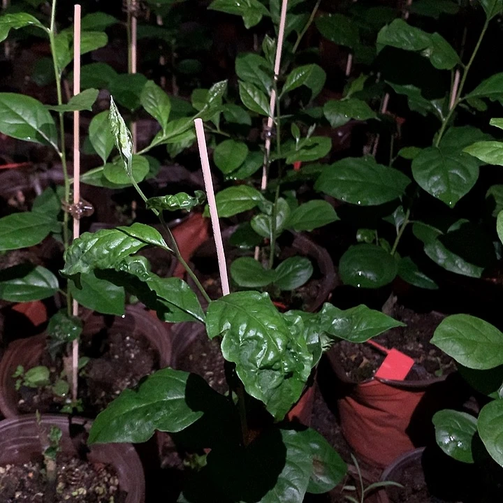 无花朵红灯嫁接苗69