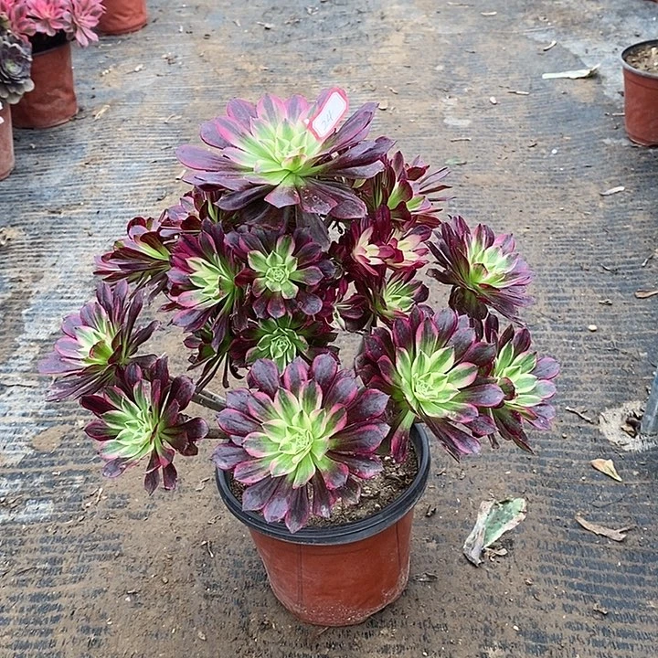 24，天合多肉13568890000