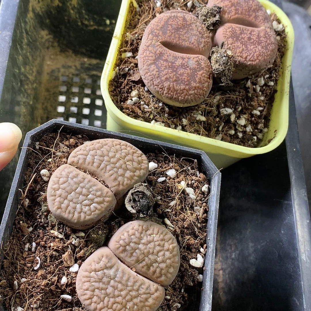 小*朵G214多肉植物保护