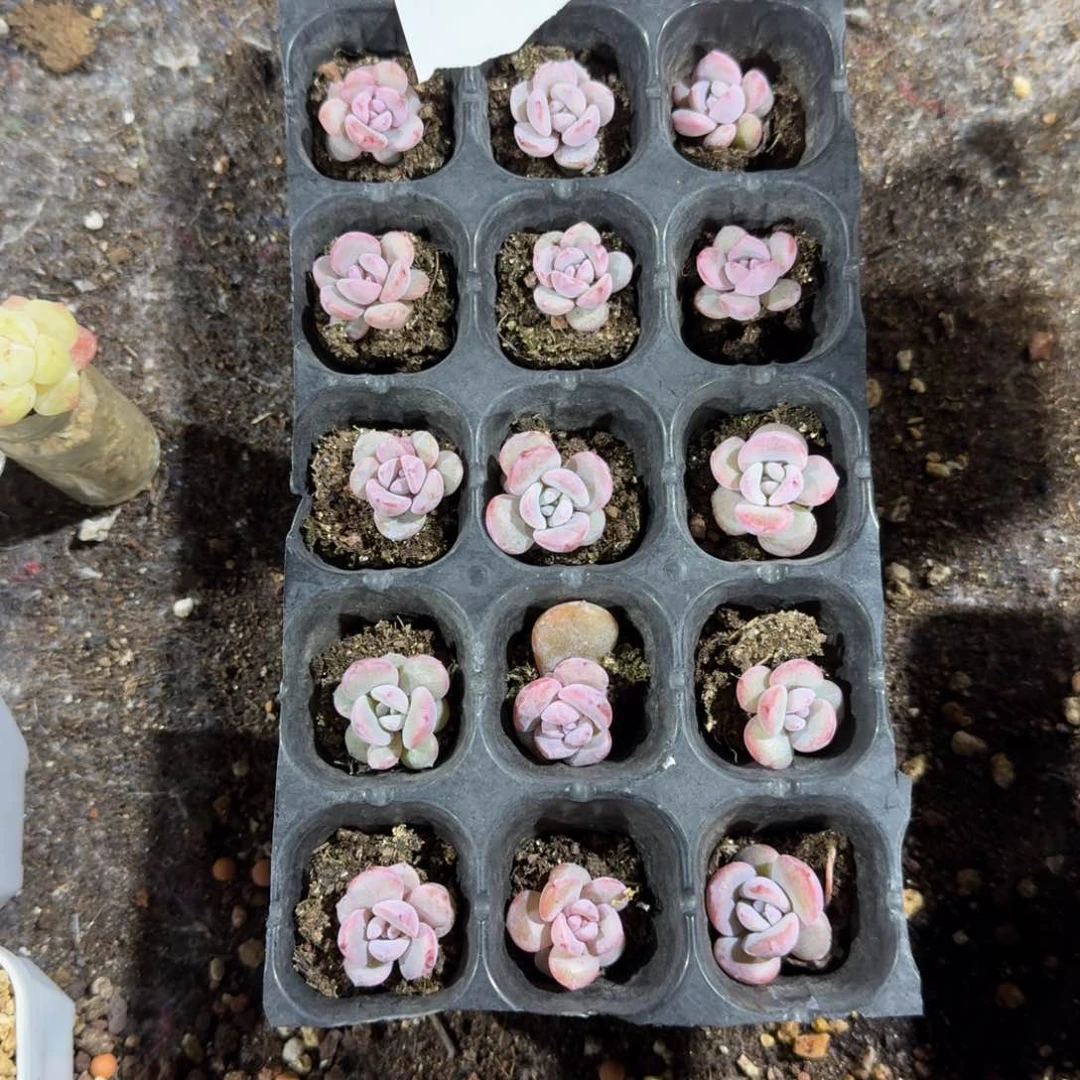 桃一物一拍专拍链接