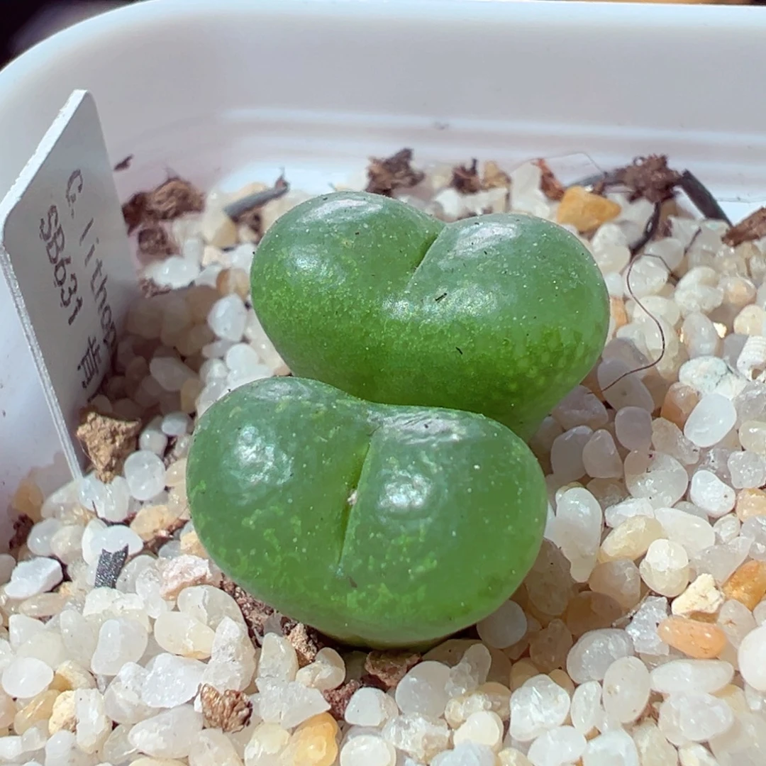 1015-558多肉多日肯尼迪