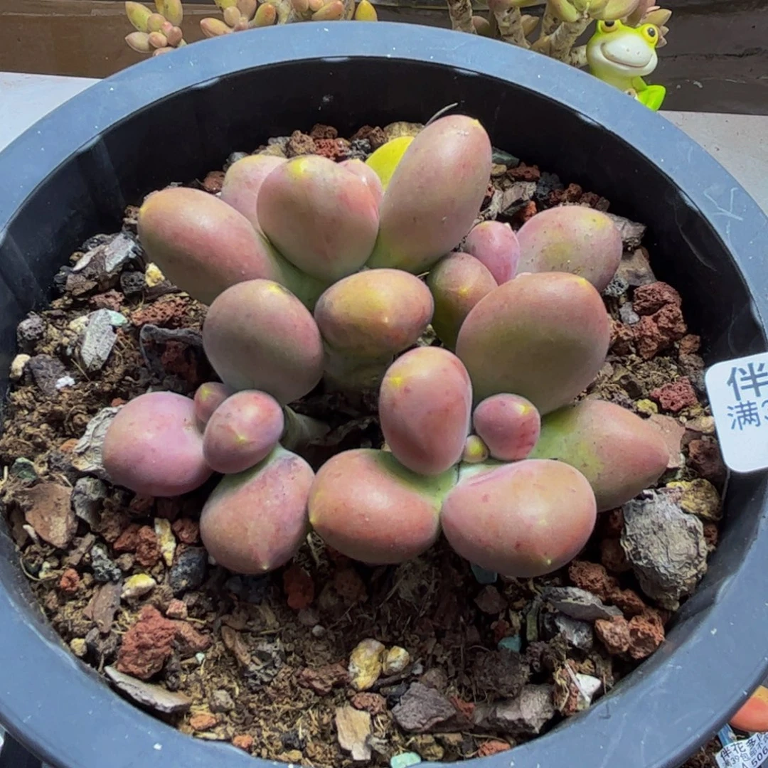 526/6cm芒果奶多肉