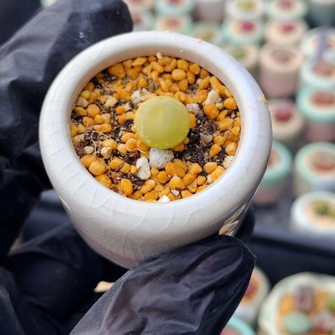 3432-一物一拍 带盆