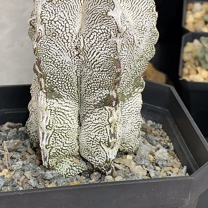 G***国恩冢福利福利福利价格