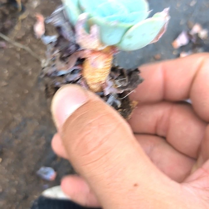 黄桃老苗，满5元包邮，
