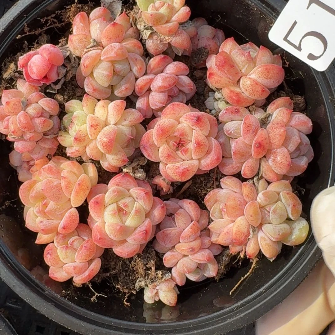 多肉植物多肉植物519