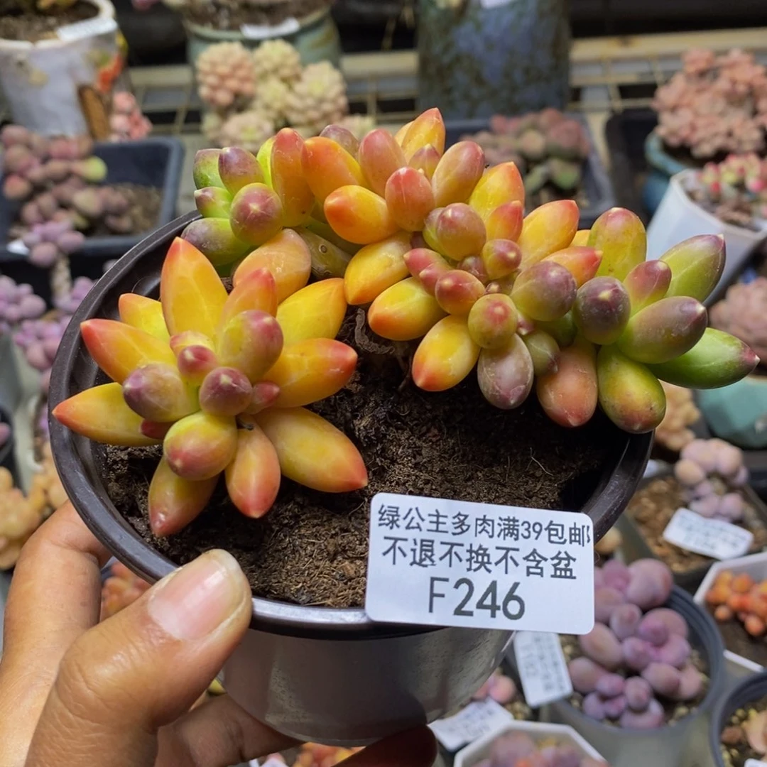 246香蕉树缀多肉7cm