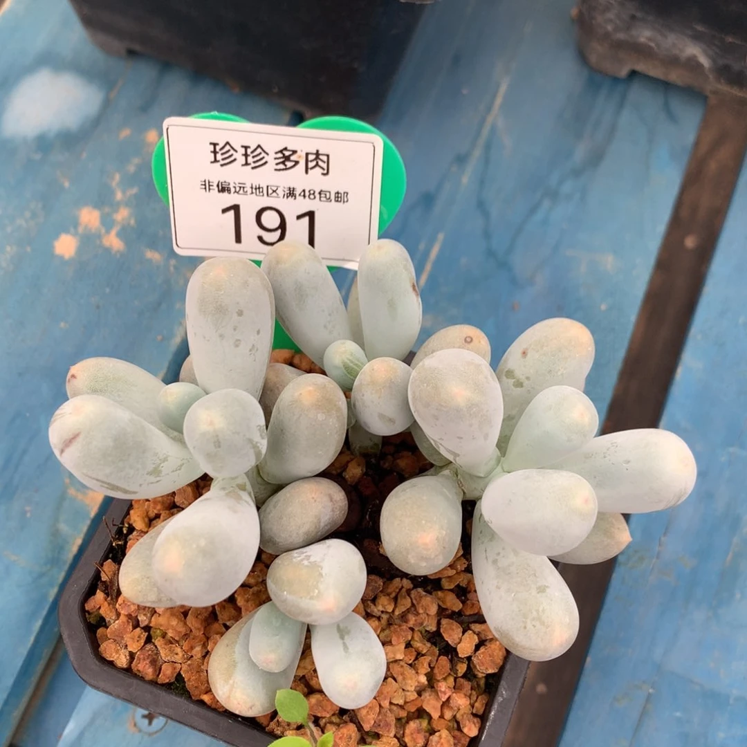 米可奶无砍平头191