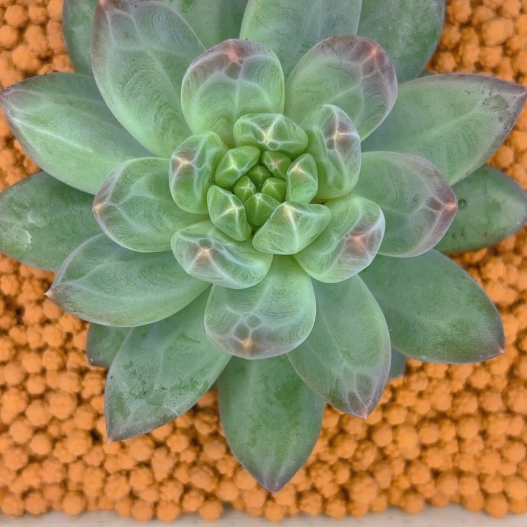 雪戴丽优选一物一拍