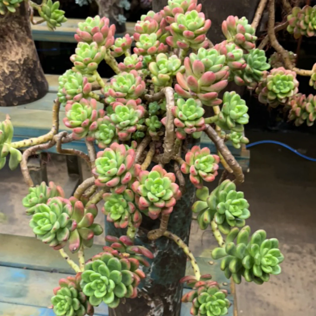 整桩无砍老桩香格里拉带盆