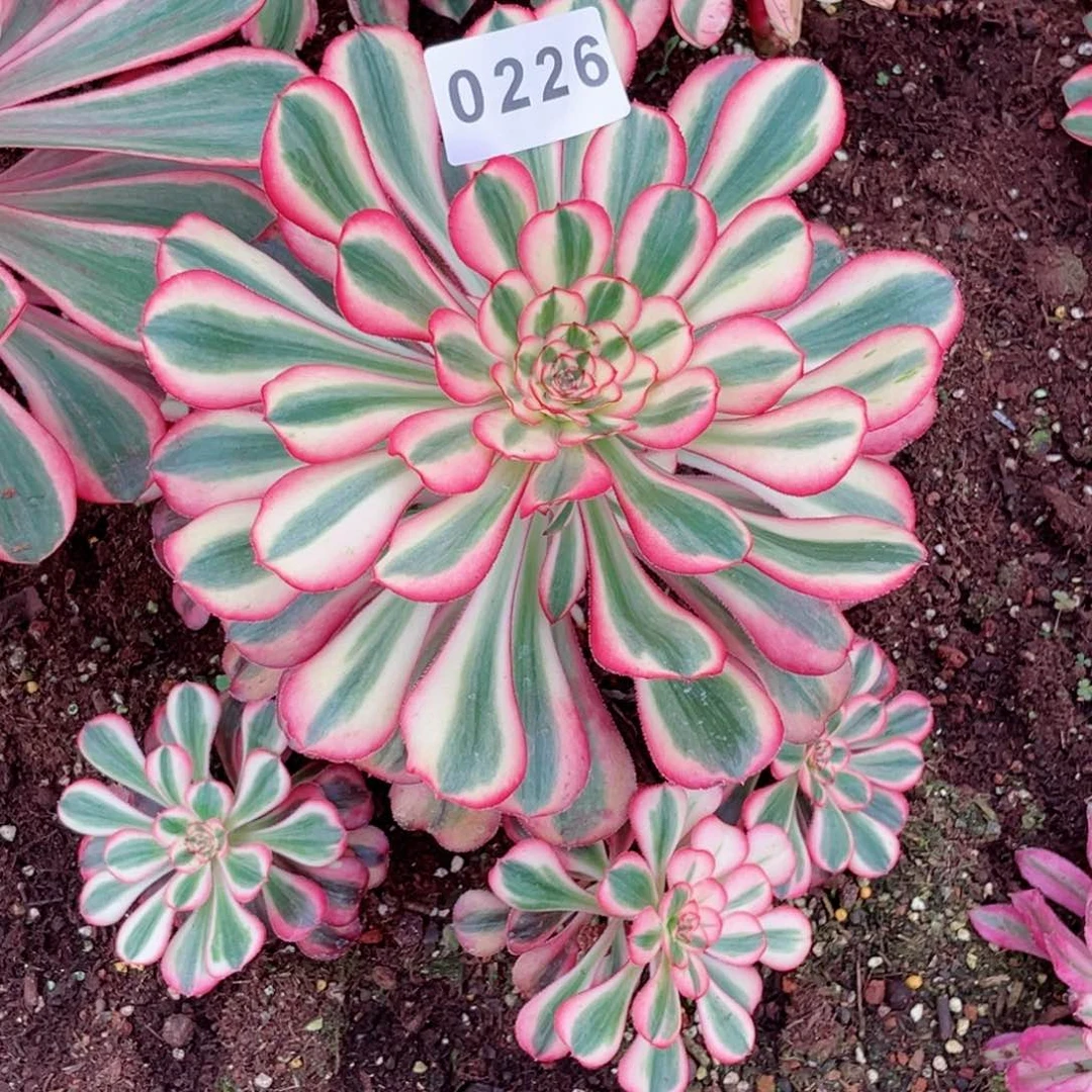 初恋多肉发货发货