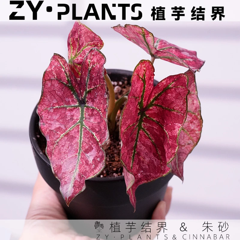 「植芋结界」朱砂彩叶芋育苗盆彩叶芋INS风进口观叶稀耐热植物盆栽