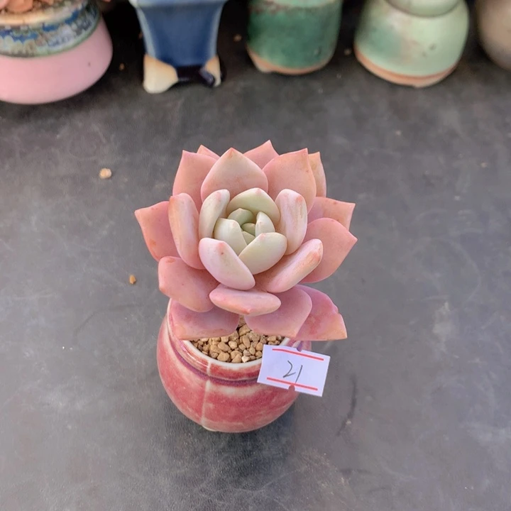 一物一拍满30包邮 21