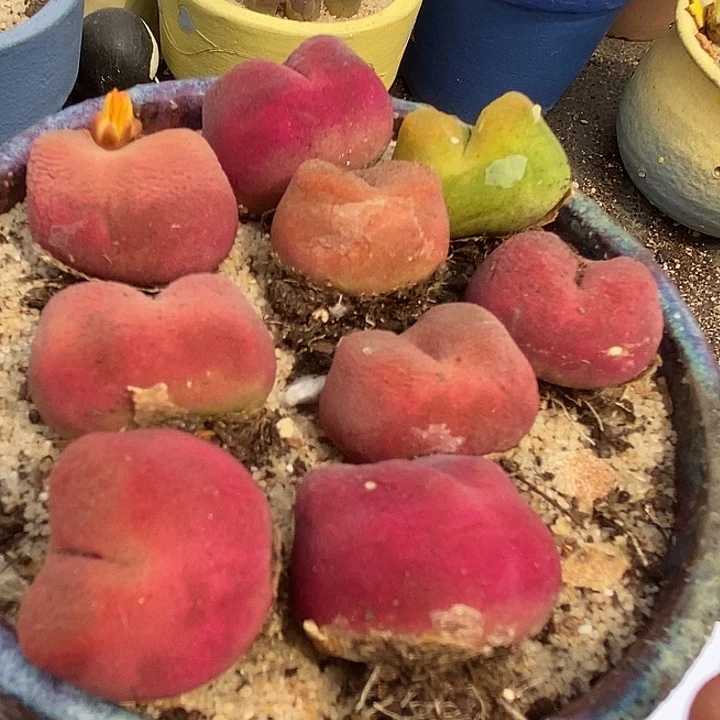 10560拉登体一颗有伤