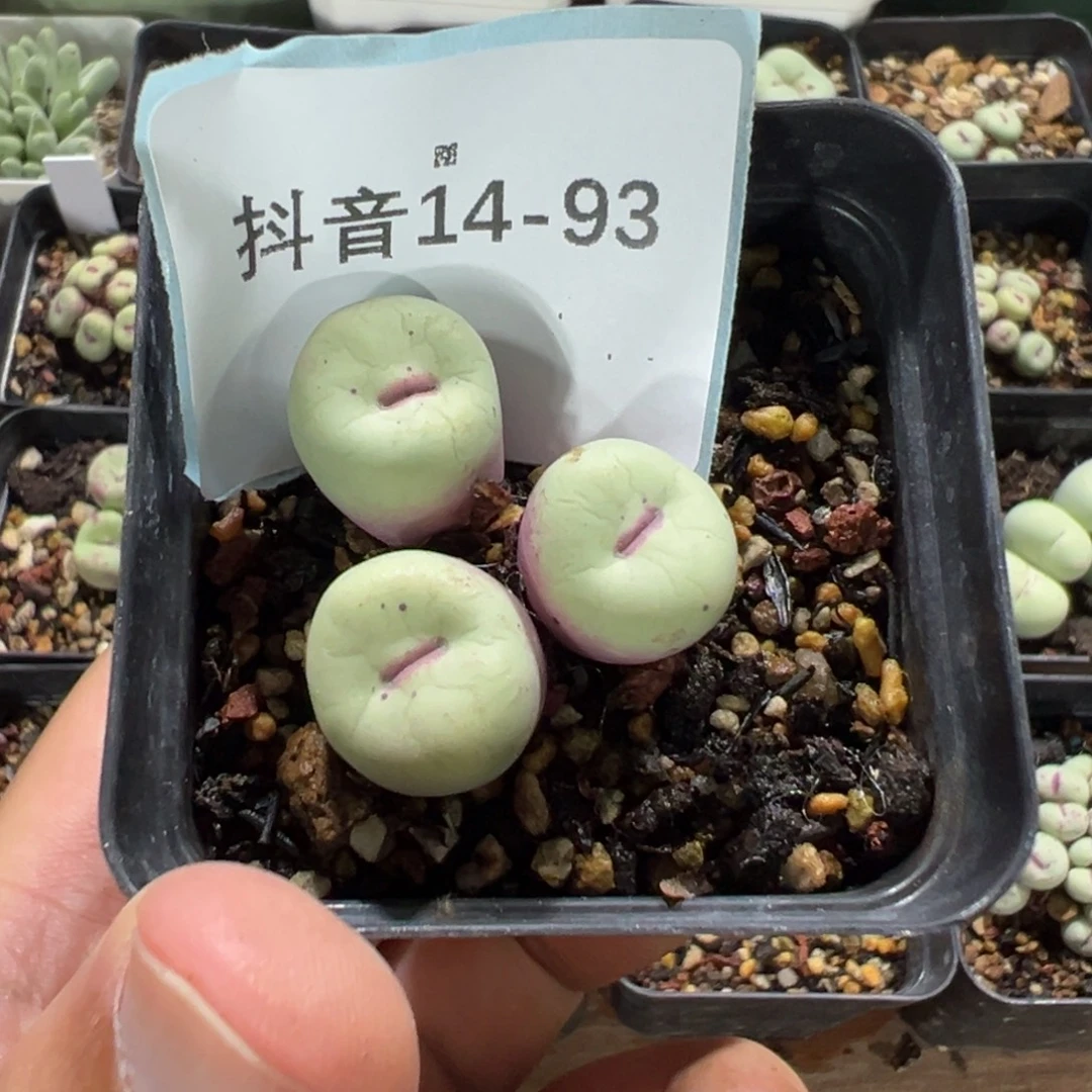 恶***使14-93肉锥多肉植物