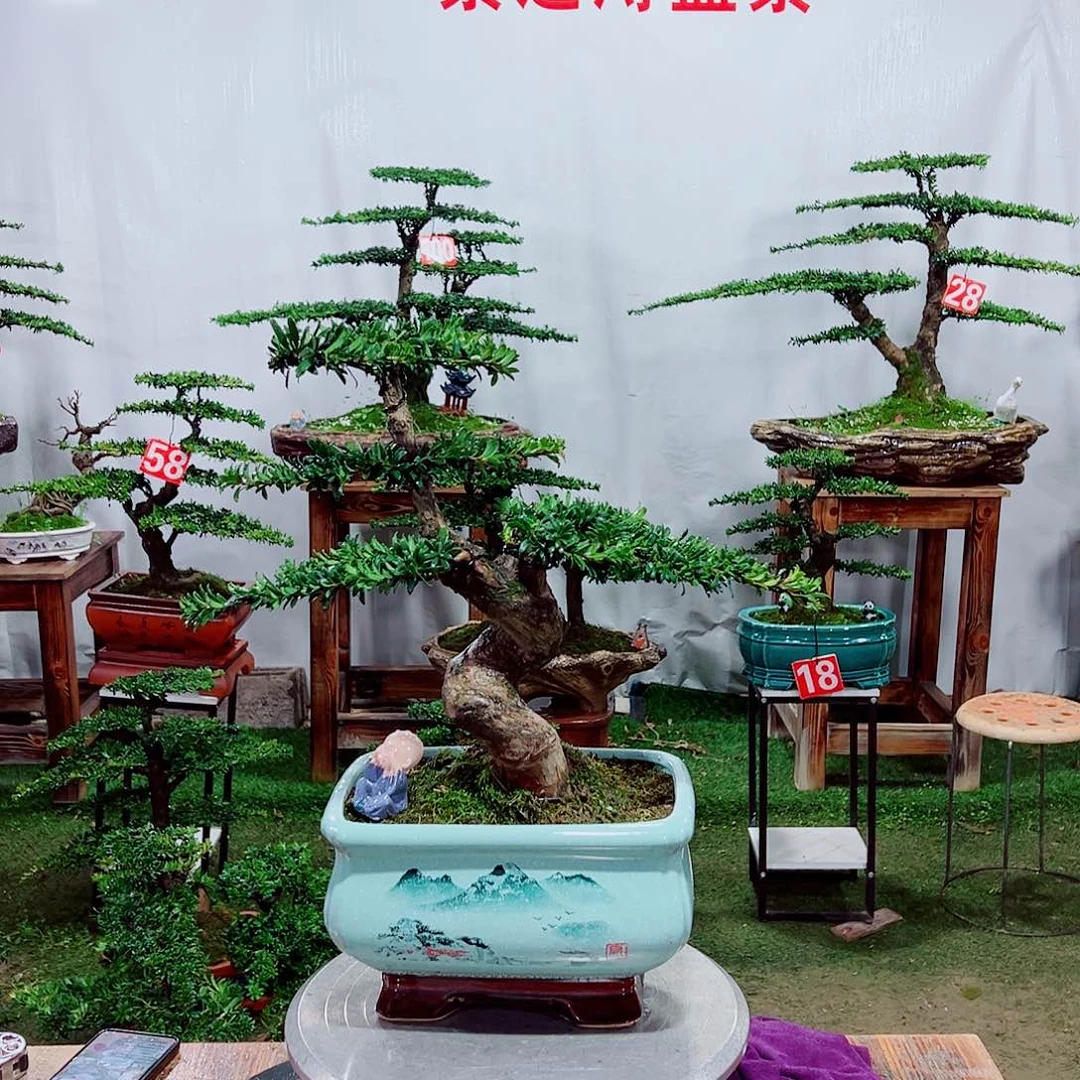 盆景小老桩红芽罗汉松