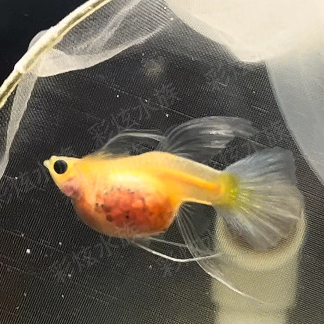 黄金玻璃猫大C一对编号21