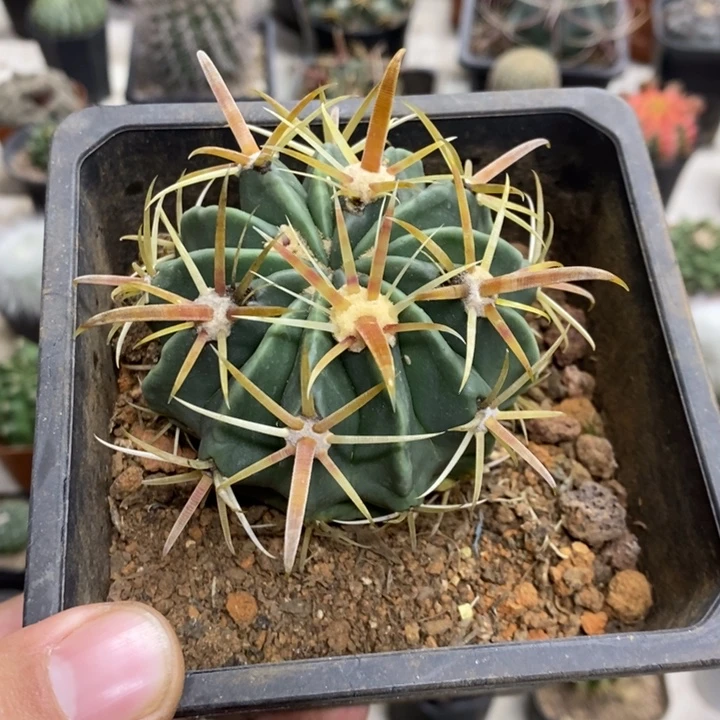 檐***雨实生金刺宽刺日出