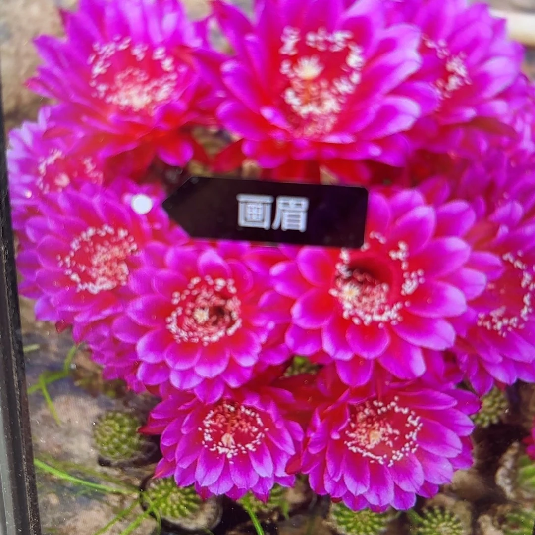 画眉彩侧牙20包邮仙人球24