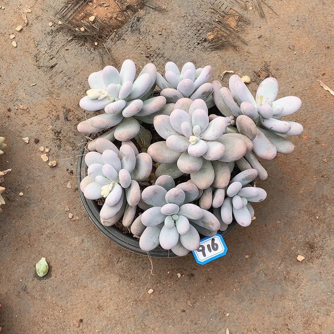 916鸡蛋美人 一物一拍多肉