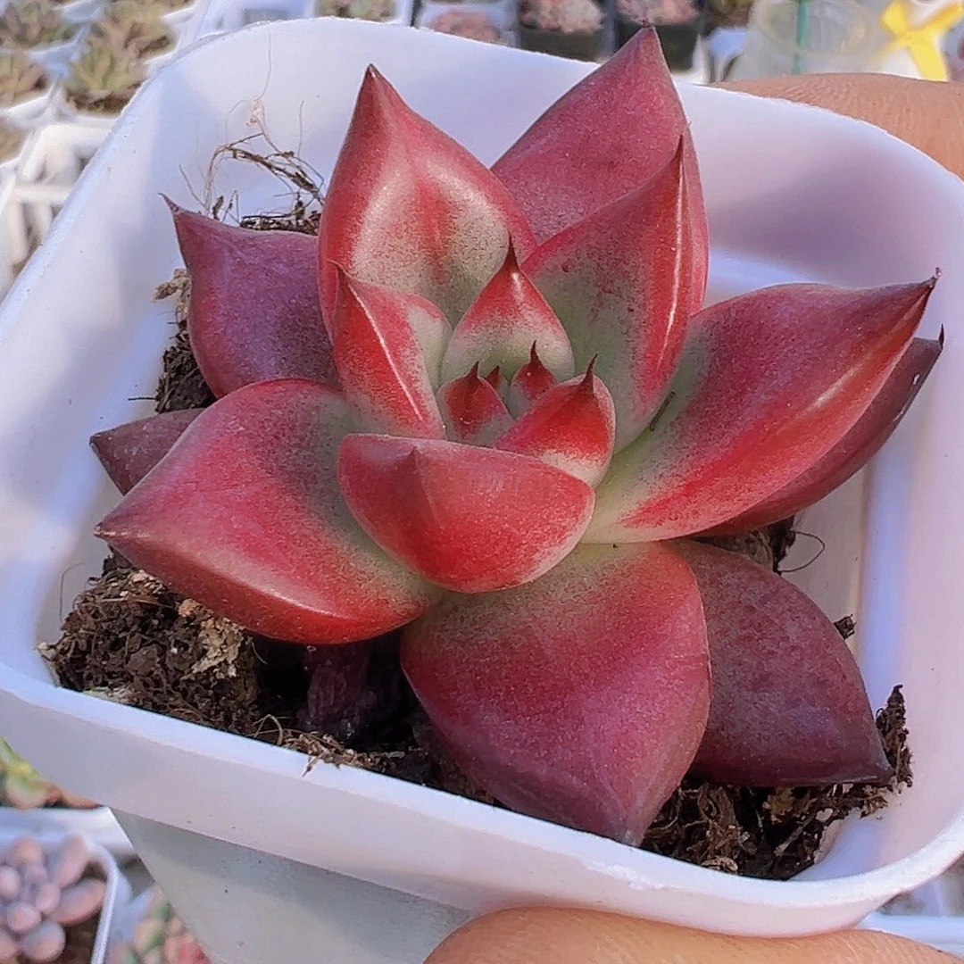 罗宾19包邮多肉植物