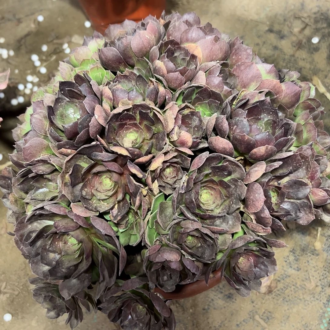 多肉植物紫罗兰法师327