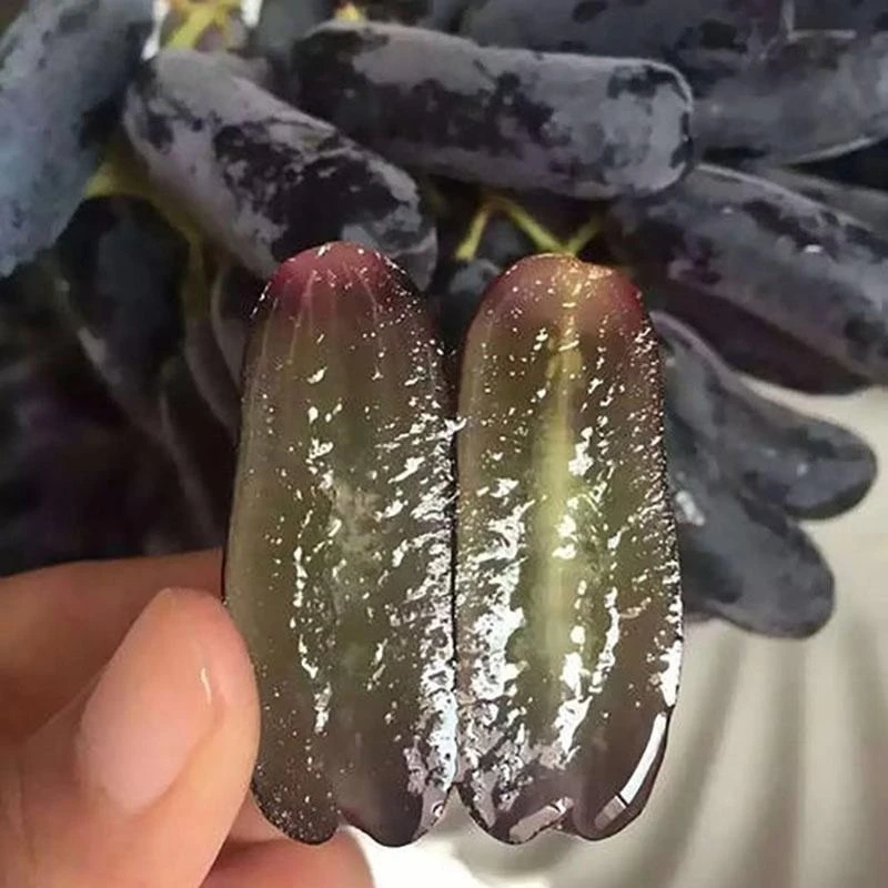 【顺丰直达】现摘蓝宝石葡萄自然成熟天然无核黑提金手指新鲜水果