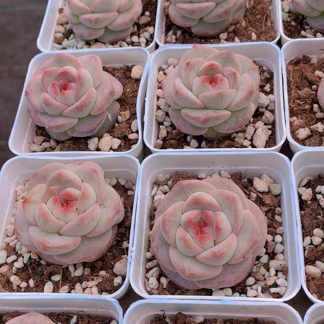 玉影2456789900000000