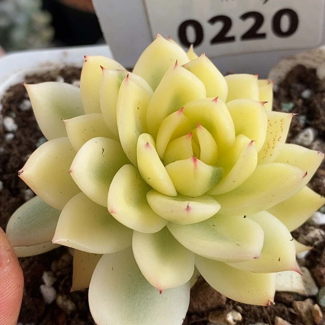 220宽锦哈哈哈哈哈哈