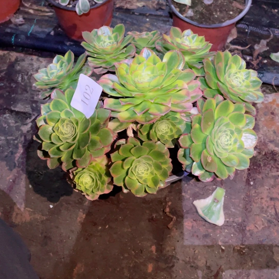 多肉植物奶白102