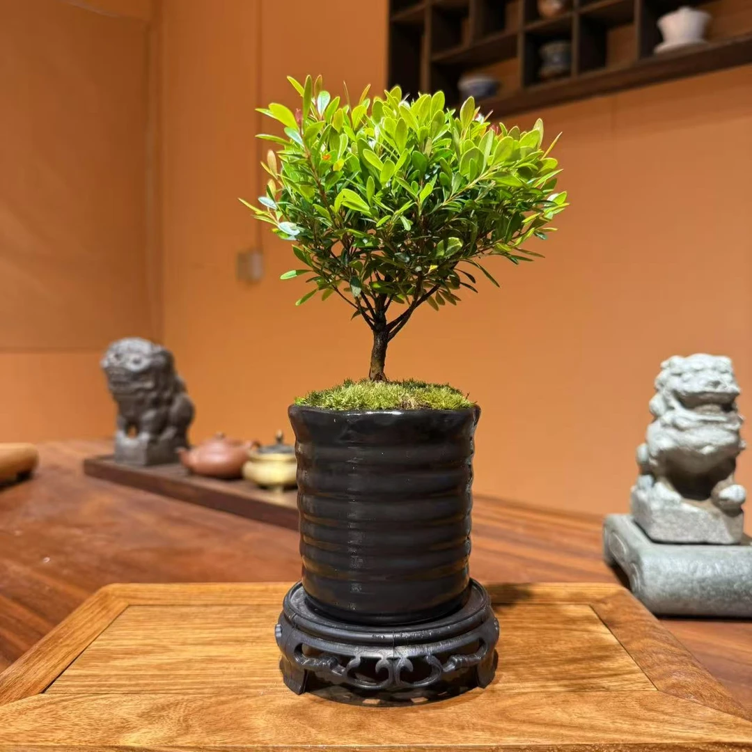 简约小叶赤楠造型茶室禅意文人空间茶桌书桌办公桌