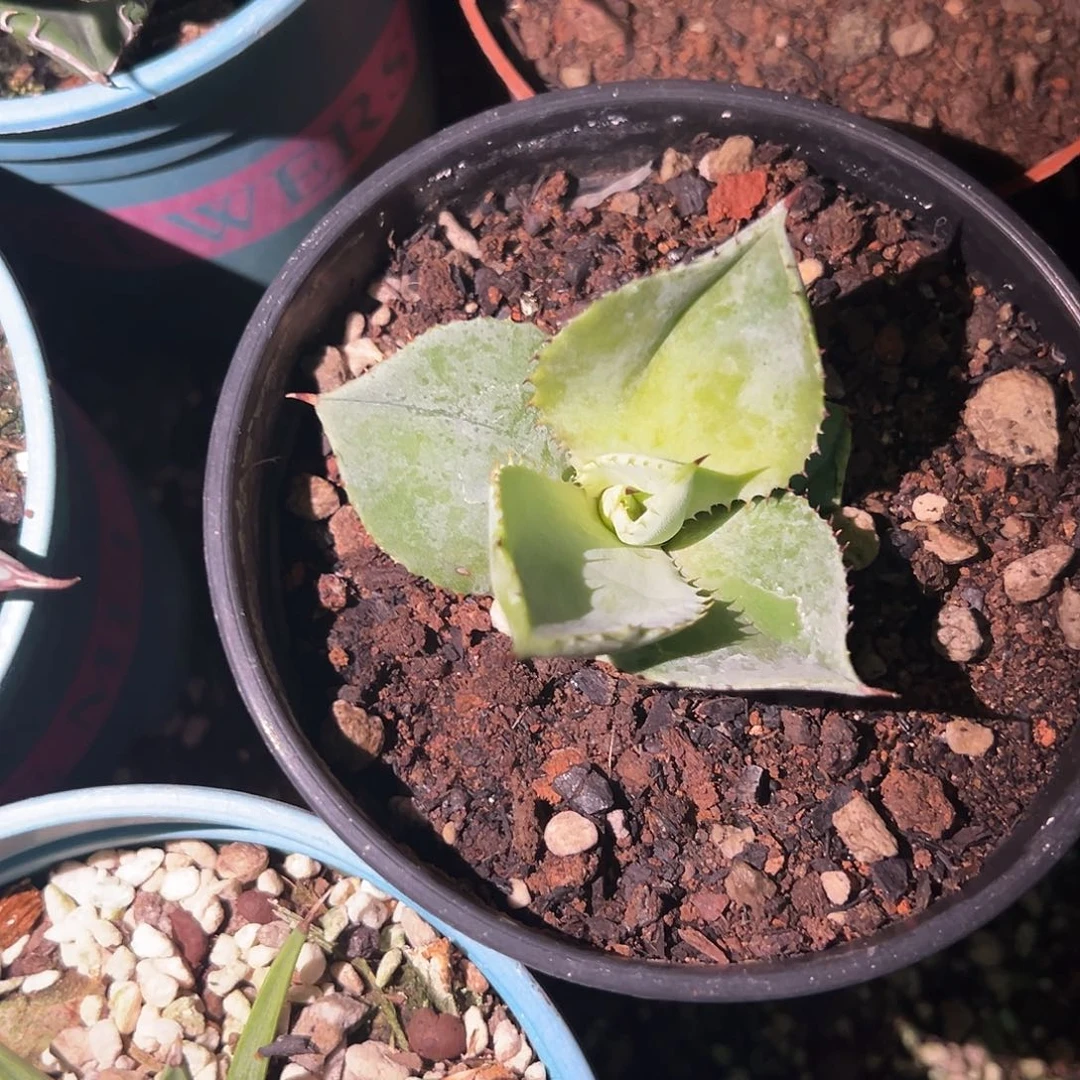 花***尘龙趾糊斑锦龙舌兰植物