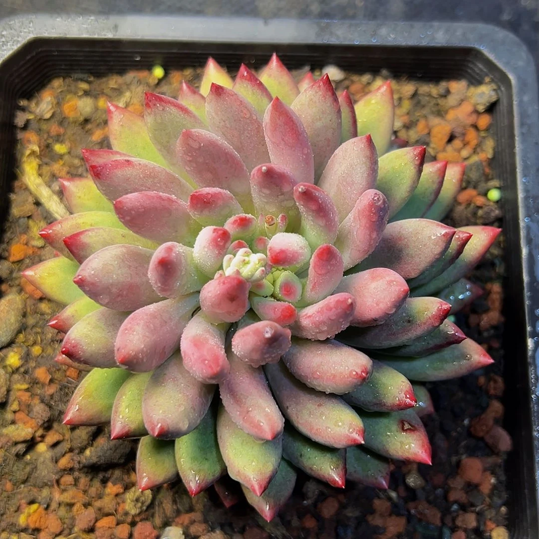 @**?胖体虞美人大单头98