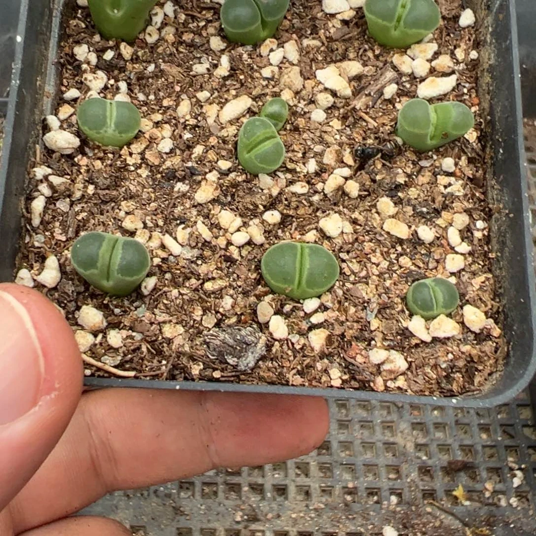 5-165肉锥多肉植物