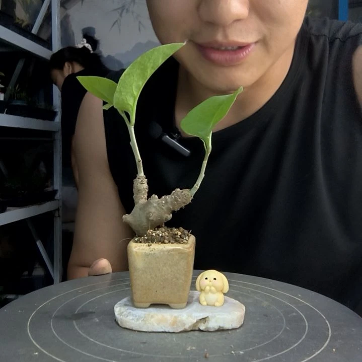 藤三七拇指随机带石头带兔子一套随机款