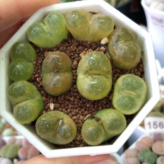 0938，秋冬变色1.7厘米左右