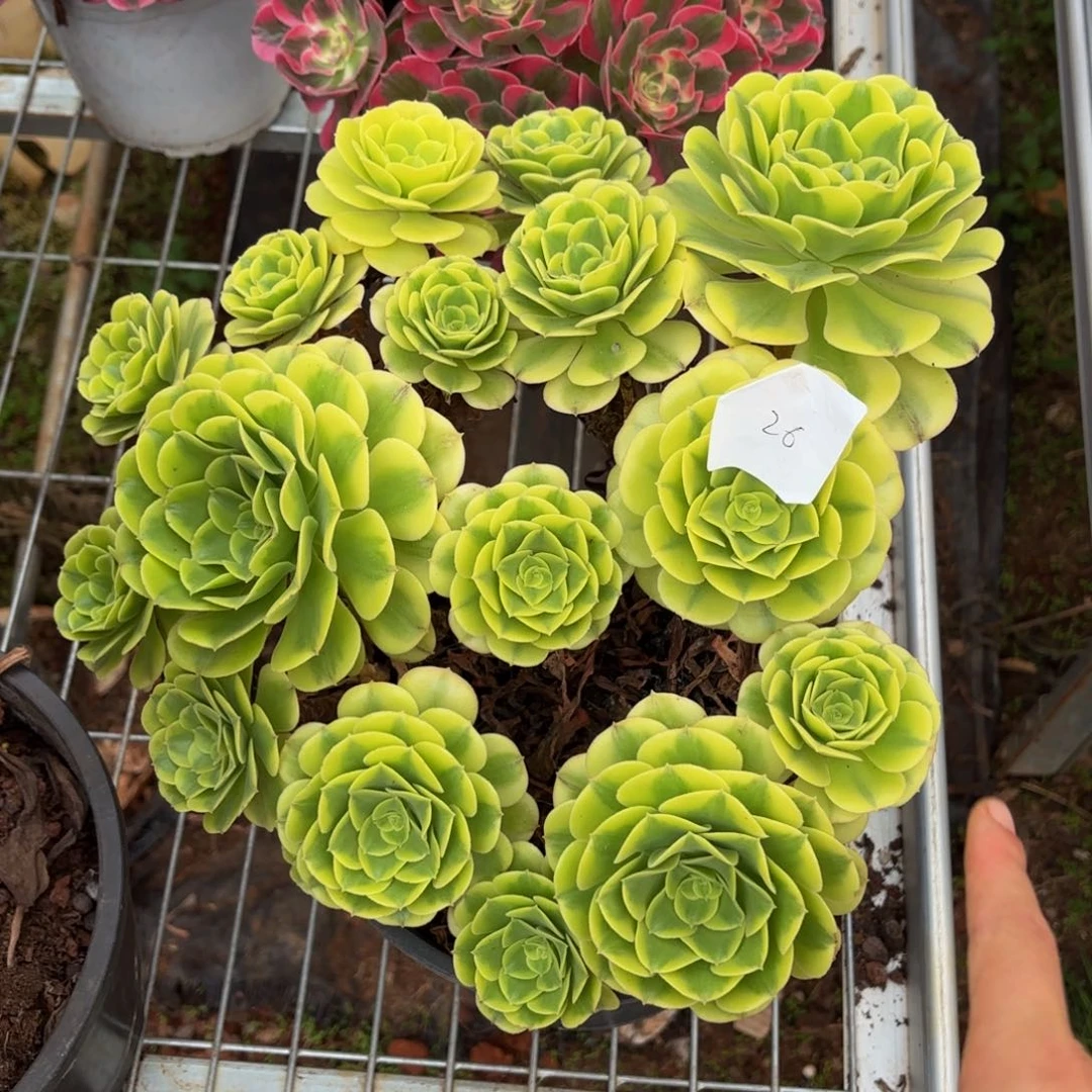 云南绿豆沙好看26号