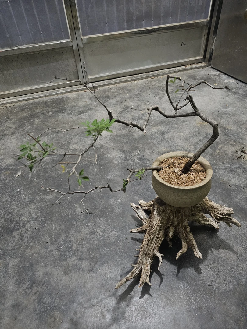 黄荆树桩一物一拍