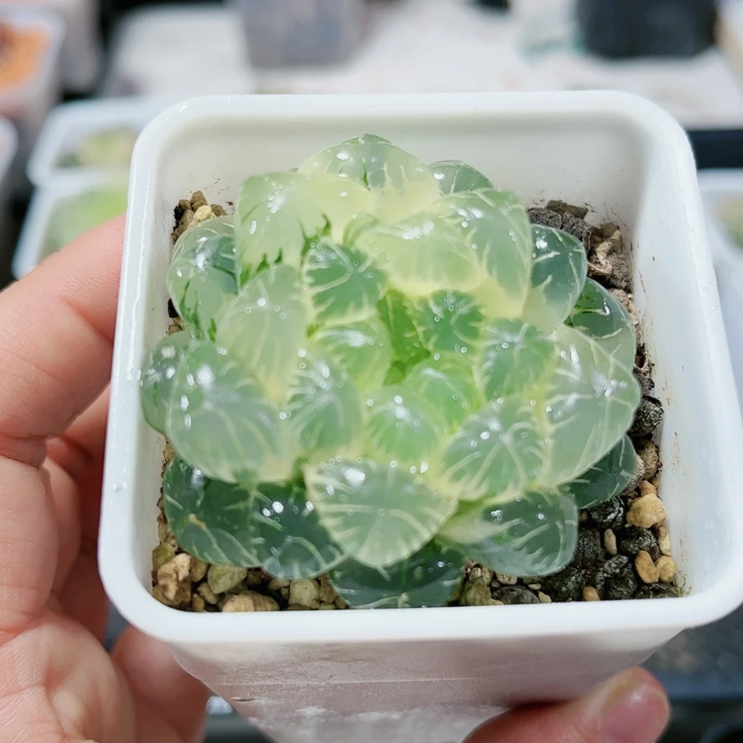 【闪购商品】W*实生玉露锦