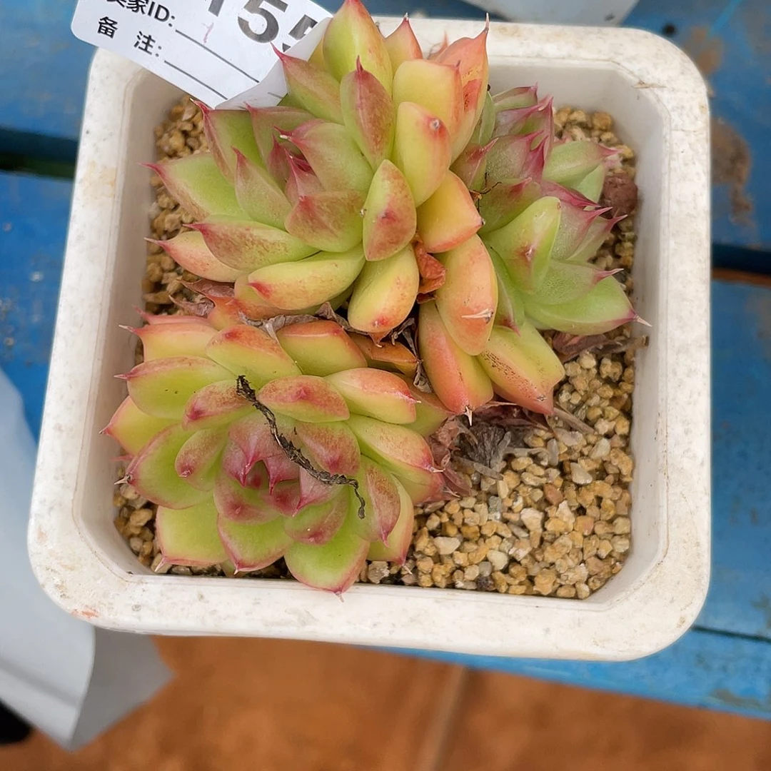 若如东云单拍A155