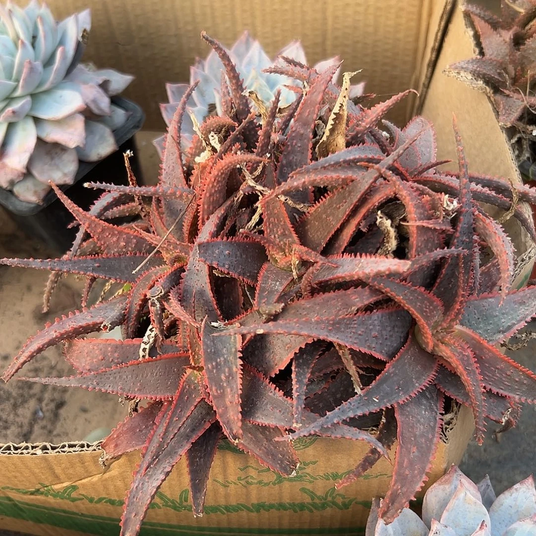 多肉植物圣诞芦荟