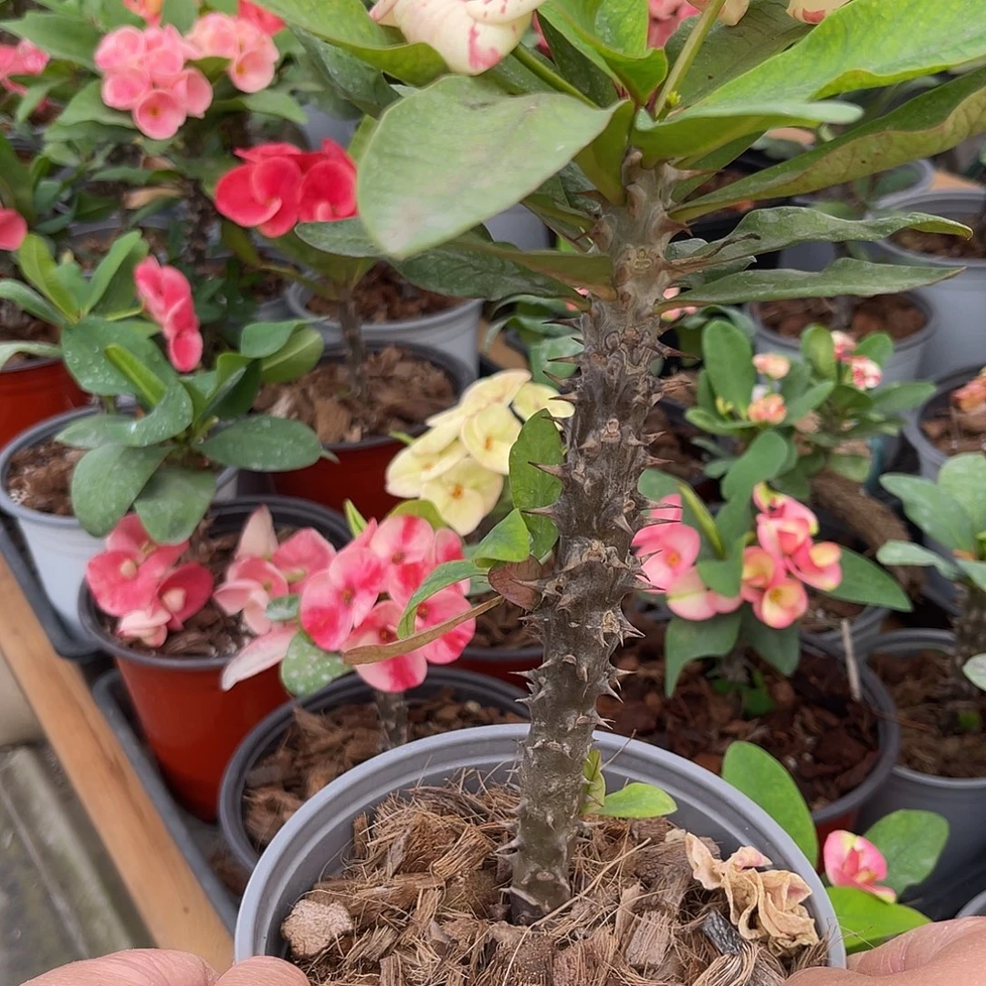 健***福虎刺梅-冰山美人138（11号）