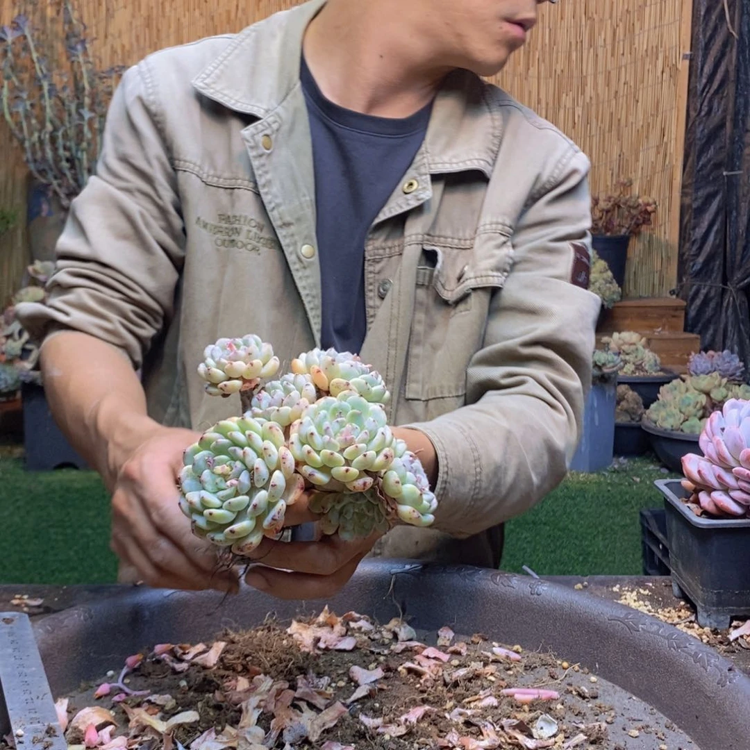 ?****?206号雪爪多肉