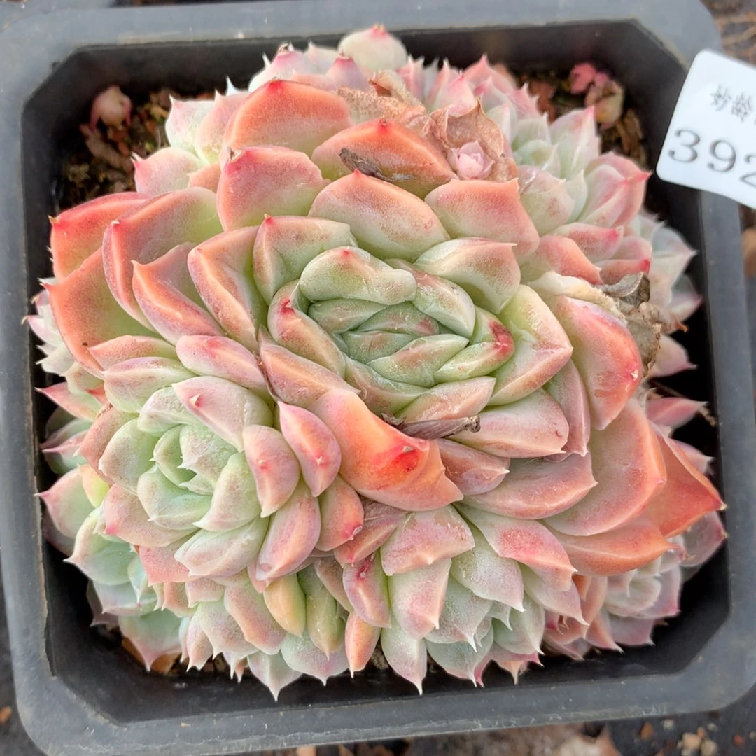 3929杂交多肉老桩