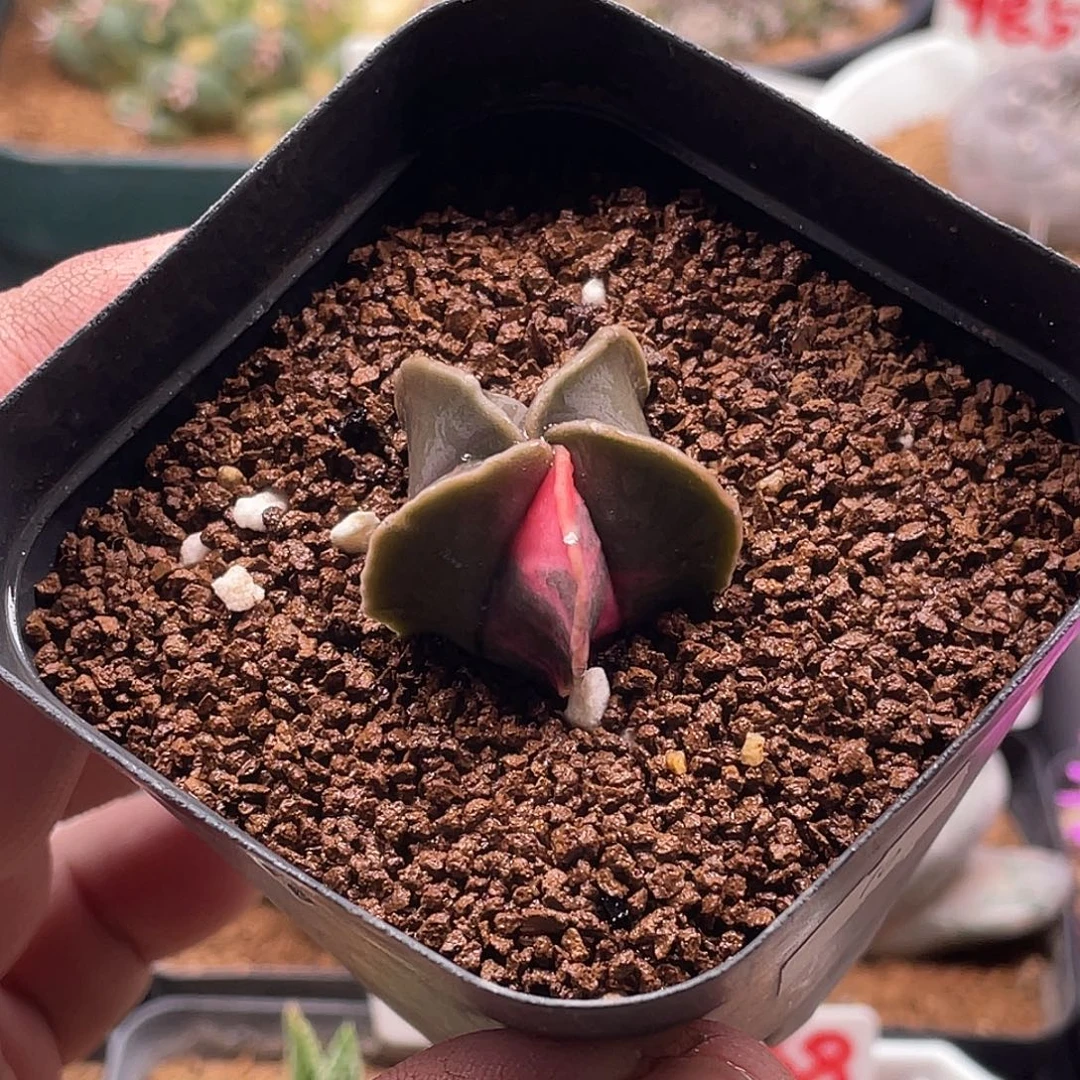 实生琉璃鸾凤锦 带盆土包邮