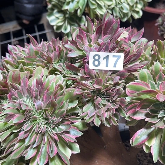 用***6多肉植物一个女神817