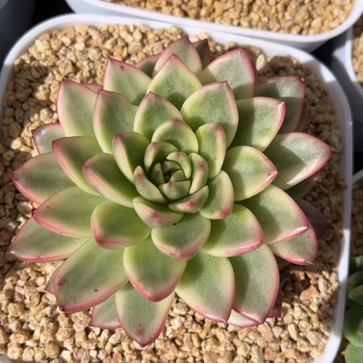 彩色东云锦一物一拍